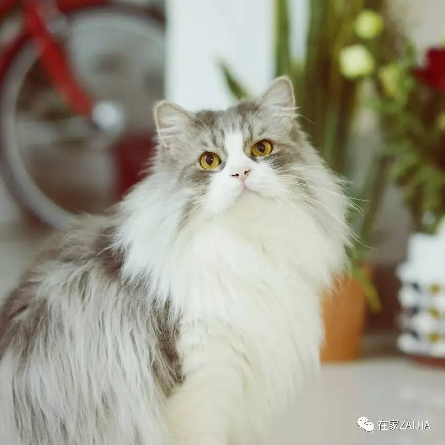 再美的喵，也过不了剃毛这道坎儿