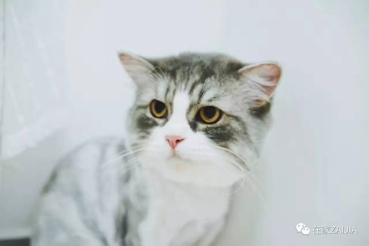 再美的喵，也过不了剃毛这道坎儿