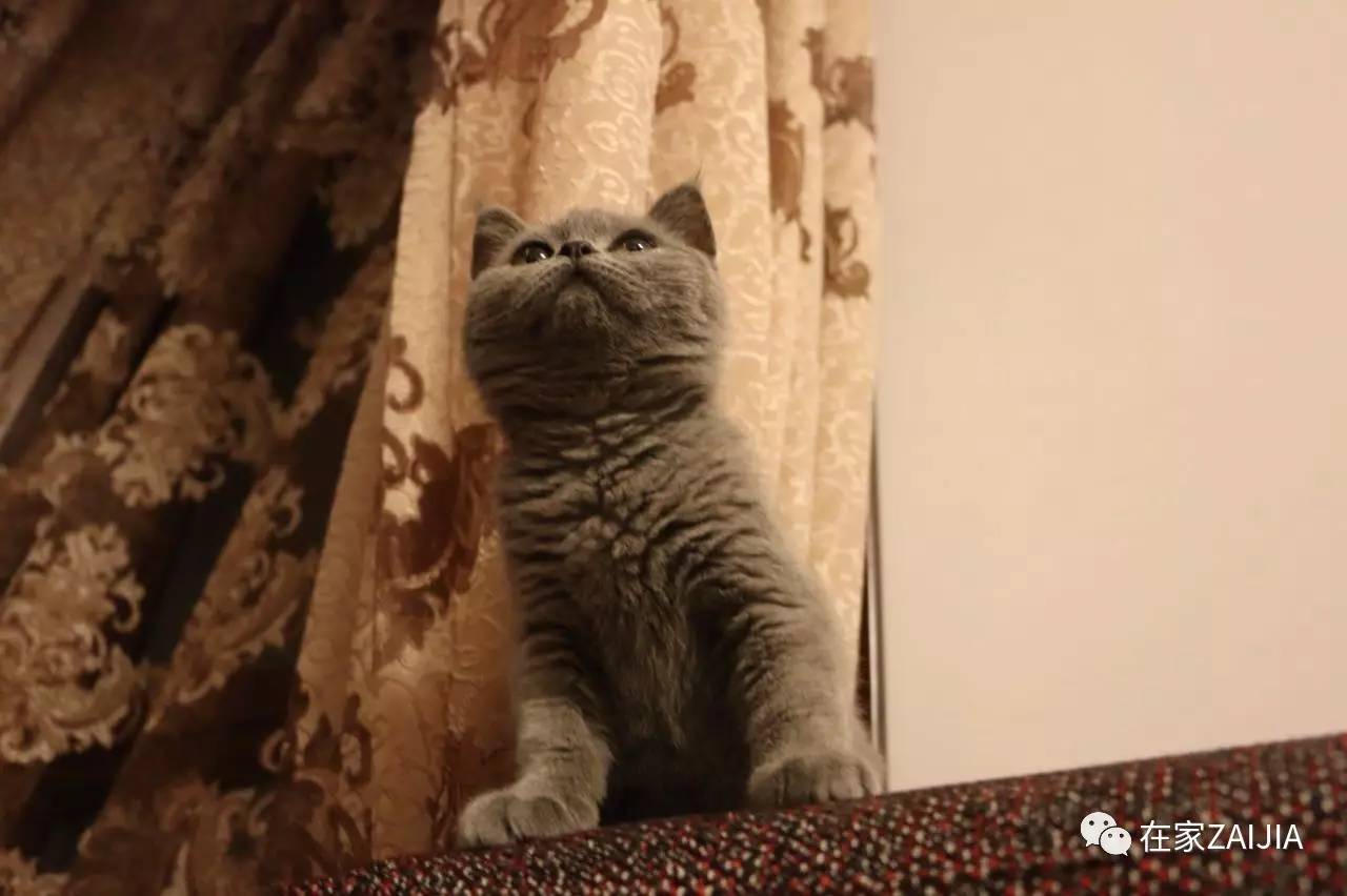 再美的喵，也过不了剃毛这道坎儿