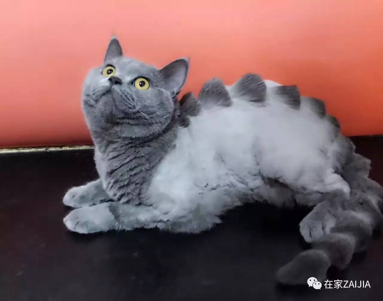 再美的喵，也过不了剃毛这道坎儿