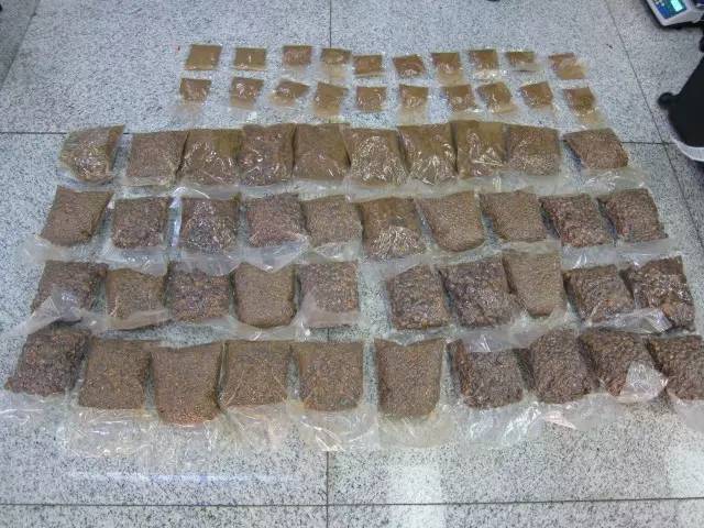 截获万花筒｜日本玳瑁、韩国金蛋、老挝蜂猴、台湾牛樟芝、非洲环尾蜥……