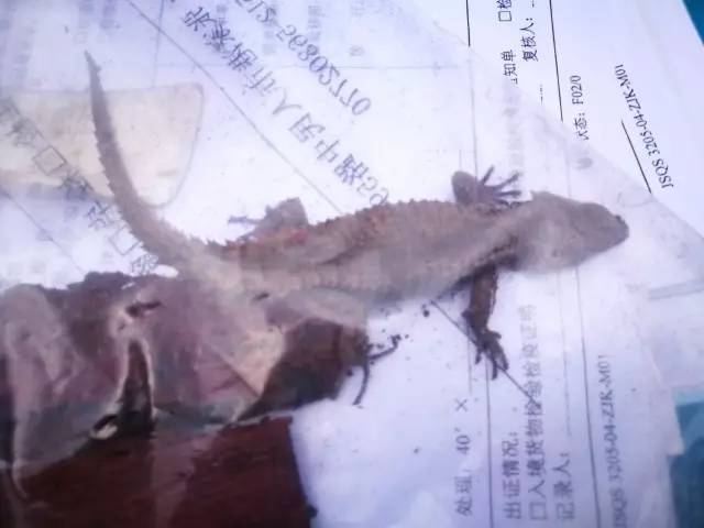 截获万花筒｜日本玳瑁、韩国金蛋、老挝蜂猴、台湾牛樟芝、非洲环尾蜥……