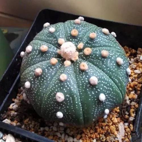 截获万花筒｜日本玳瑁、韩国金蛋、老挝蜂猴、台湾牛樟芝、非洲环尾蜥……