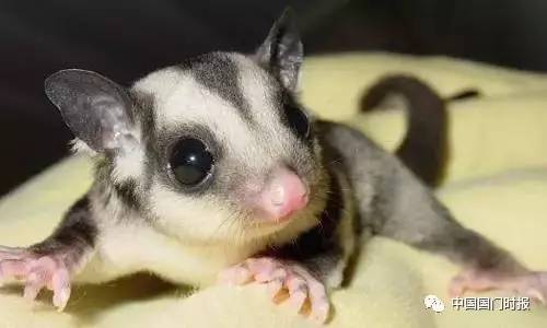 截获万花筒｜日本玳瑁、韩国金蛋、老挝蜂猴、台湾牛樟芝、非洲环尾蜥……