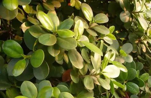 偏振镜是摄影必备吗,偏振镜用于什么拍摄