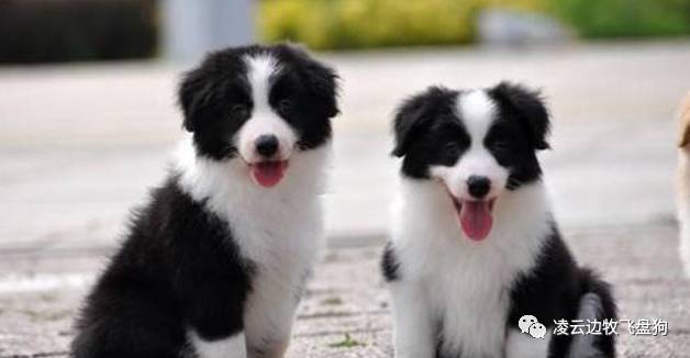 边牧饮食安排表,边牧用餐礼仪视频讲解