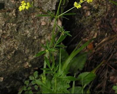 中药知识必学旱莲草,中药知识必学泽兰