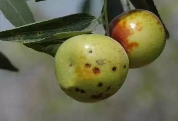 枣树病虫害防治全攻略,枣树病虫害防治技术视频