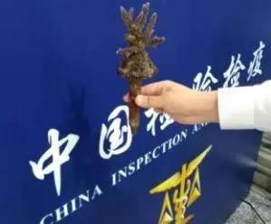 截获万花筒｜日本玳瑁、韩国金蛋、老挝蜂猴、台湾牛樟芝、非洲环尾蜥……