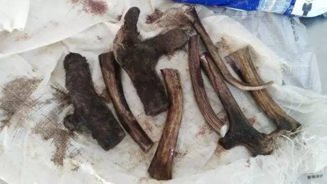 截获万花筒｜日本玳瑁、韩国金蛋、老挝蜂猴、台湾牛樟芝、非洲环尾蜥……