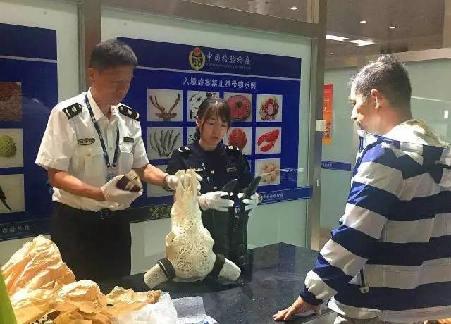 截获万花筒｜日本玳瑁、韩国金蛋、老挝蜂猴、台湾牛樟芝、非洲环尾蜥……