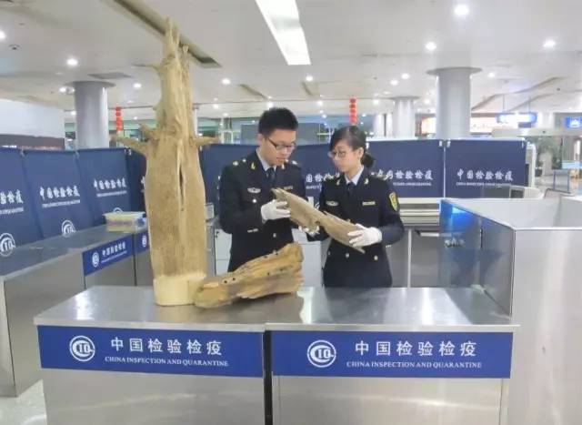 截获万花筒｜日本玳瑁、韩国金蛋、老挝蜂猴、台湾牛樟芝、非洲环尾蜥……