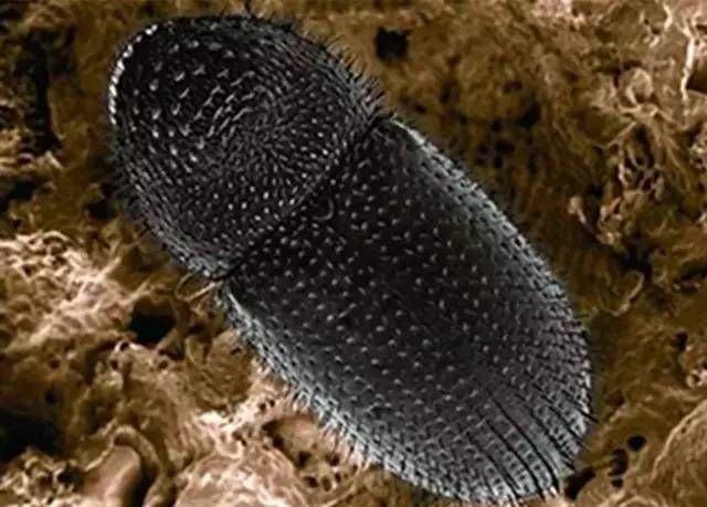 截获万花筒｜日本玳瑁、韩国金蛋、老挝蜂猴、台湾牛樟芝、非洲环尾蜥……