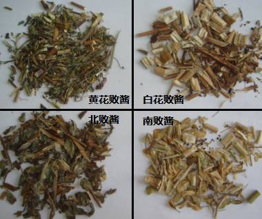 中药知识必学旱莲草,中药知识必学泽兰