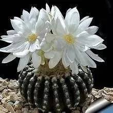 截获万花筒｜日本玳瑁、韩国金蛋、老挝蜂猴、台湾牛樟芝、非洲环尾蜥……