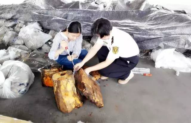 截获万花筒｜日本玳瑁、韩国金蛋、老挝蜂猴、台湾牛樟芝、非洲环尾蜥……