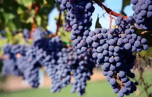 处暑养生请牢记这三条秘诀,明日处暑养生知识