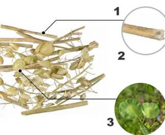 中药知识必学旱莲草,中药知识必学泽兰