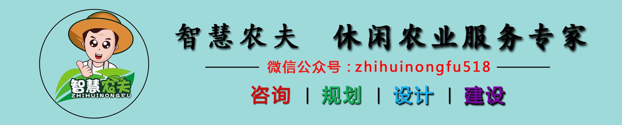 无土栽培除了水培还有什么,知农道农无土栽培实操技术