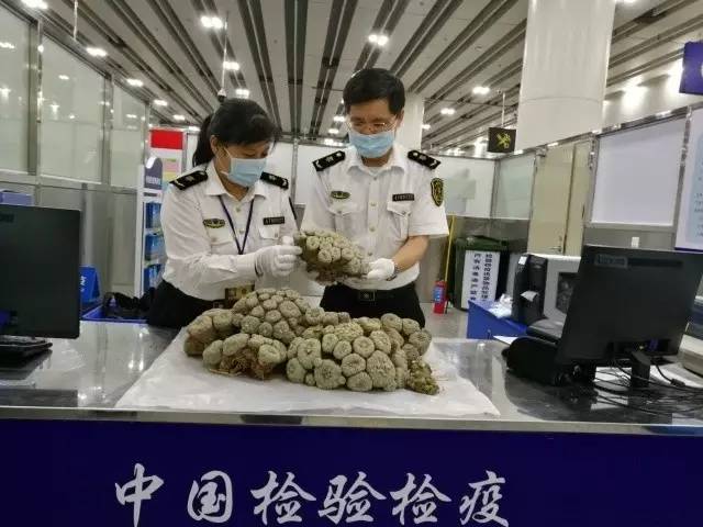 截获万花筒｜日本玳瑁、韩国金蛋、老挝蜂猴、台湾牛樟芝、非洲环尾蜥……