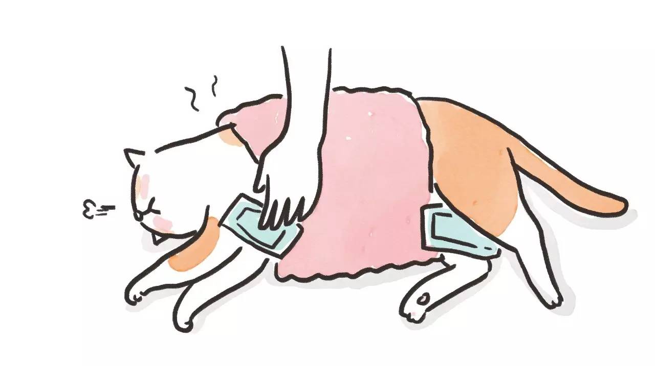 救命啊！主子溺水、触电、中毒了怎么办？！丨强档