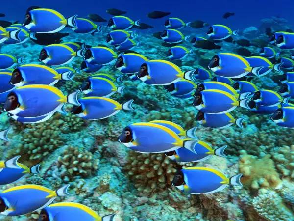 海缸小虫怎么培养,怎么驯服小恶魔