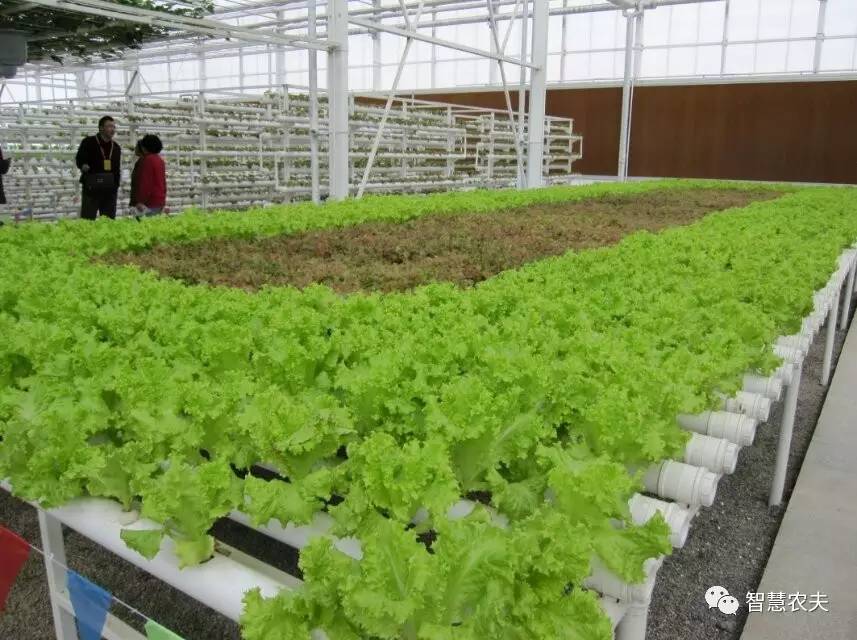 无土栽培除了水培还有什么,知农道农无土栽培实操技术