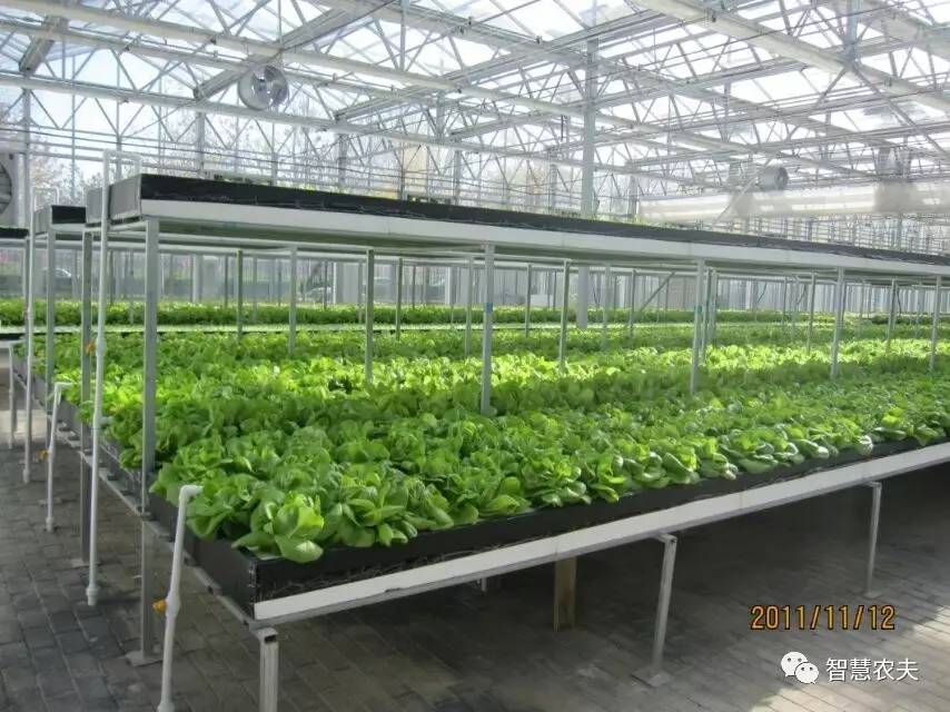 无土栽培除了水培还有什么,知农道农无土栽培实操技术