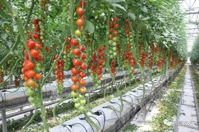 无土栽培除了水培还有什么,知农道农无土栽培实操技术