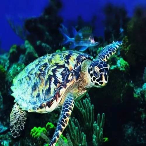 截获万花筒｜日本玳瑁、韩国金蛋、老挝蜂猴、台湾牛樟芝、非洲环尾蜥……