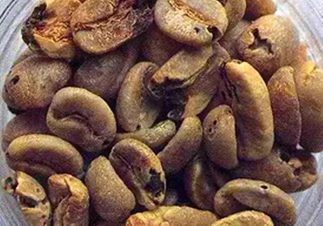 截获万花筒｜日本玳瑁、韩国金蛋、老挝蜂猴、台湾牛樟芝、非洲环尾蜥……