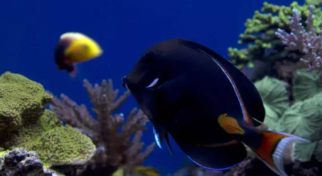 海缸小虫怎么培养,怎么驯服小恶魔