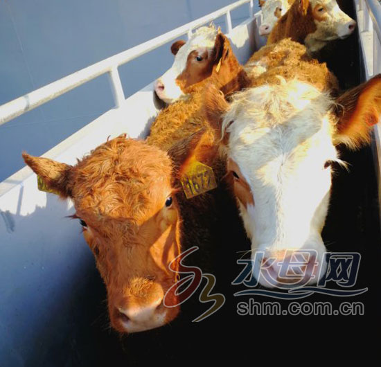 新西兰最好的母牛品种,新西兰进口牛品种