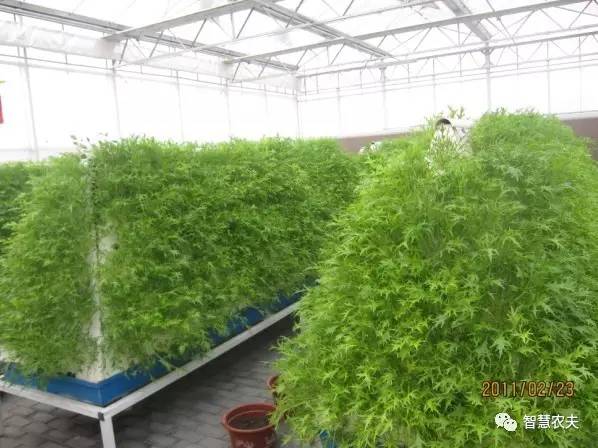 无土栽培除了水培还有什么,知农道农无土栽培实操技术