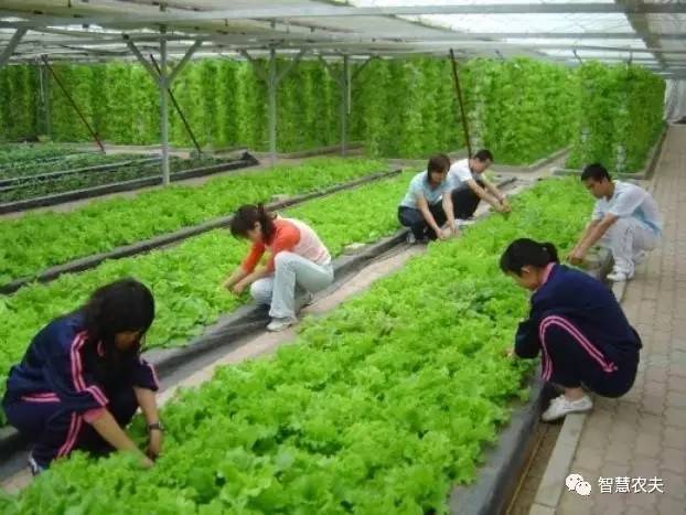 无土栽培除了水培还有什么,知农道农无土栽培实操技术