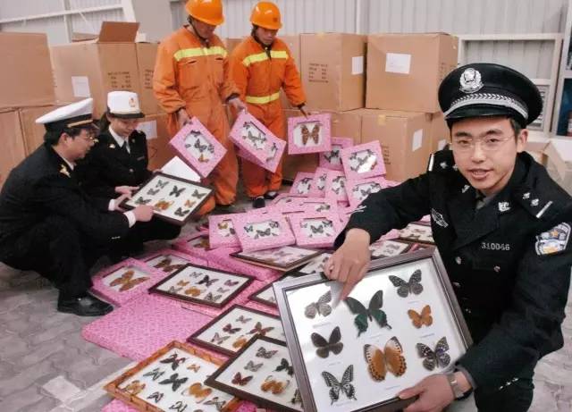 海关案件移交标准,移交海关缉私的货物会怎么处理