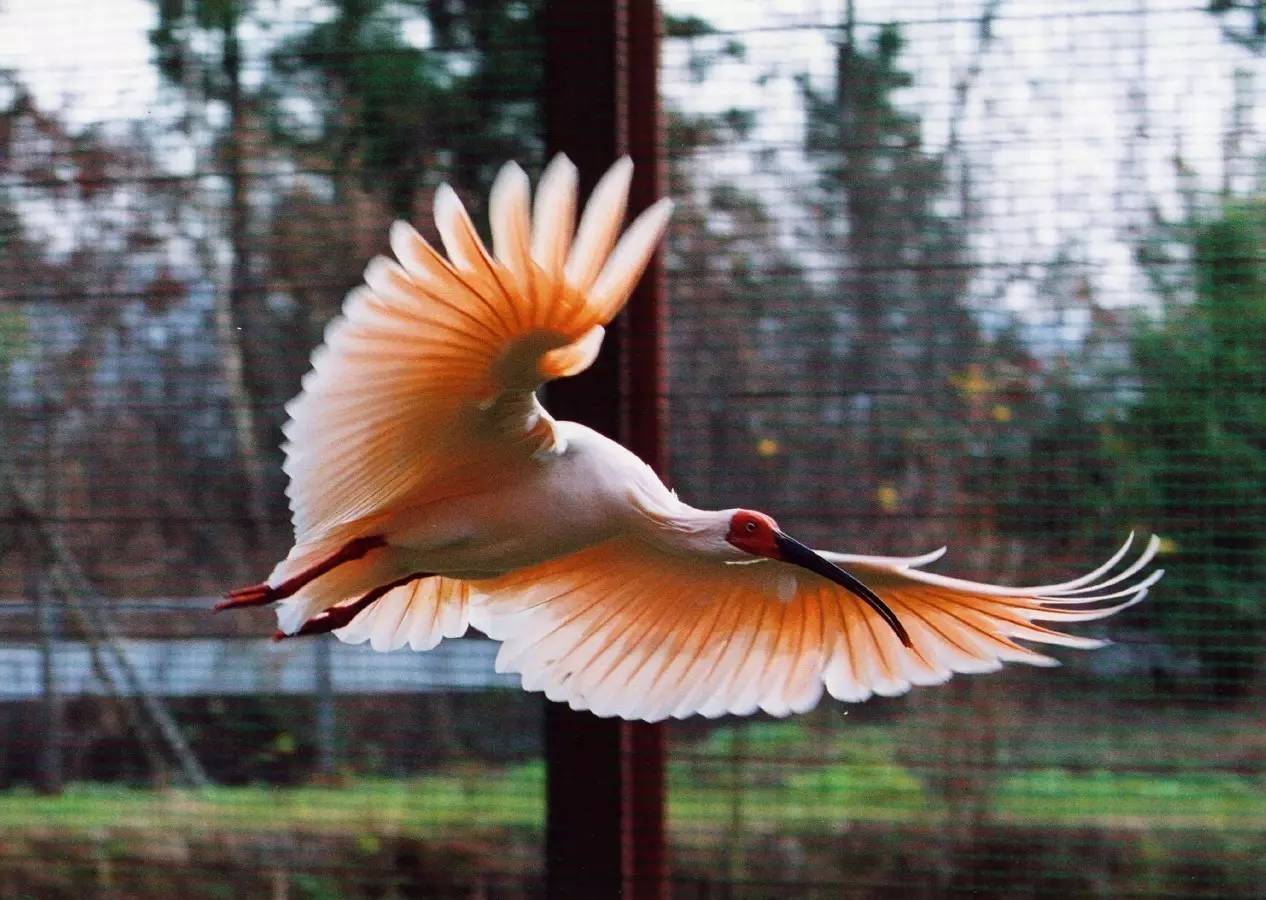 为什么美国国鸟是白头鹰,美国的国鸟和日本的国家鸟谁厉害