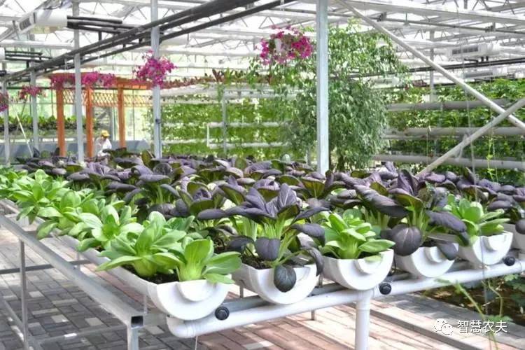 无土栽培除了水培还有什么,知农道农无土栽培实操技术