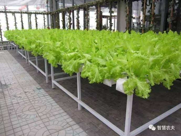 无土栽培除了水培还有什么,知农道农无土栽培实操技术