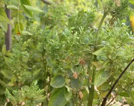 枣树病虫害防治全攻略,枣树病虫害防治技术视频