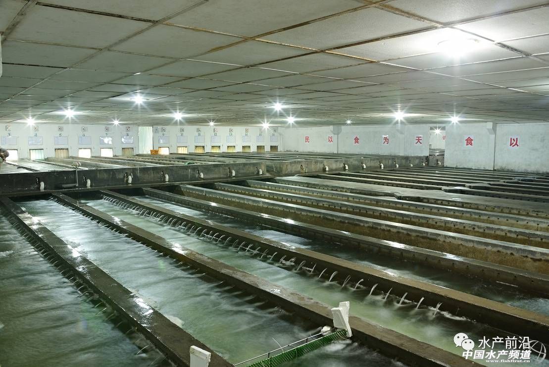 2023-2029年中国鳜鱼行业,鳜鱼养殖行业的现状与前景