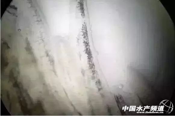 鳃霉病如何治疗,鳃霉病治疗方法水产养殖