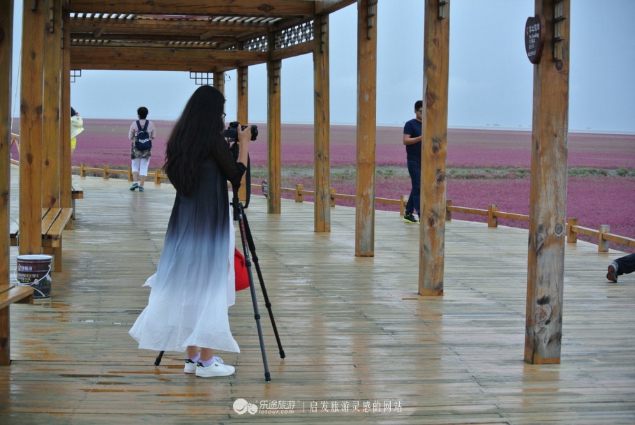 红海滩的特别之处,红海滩商标设计