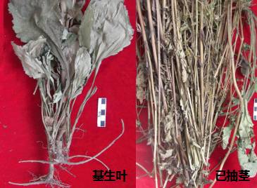 中药知识必学旱莲草,中药知识必学泽兰