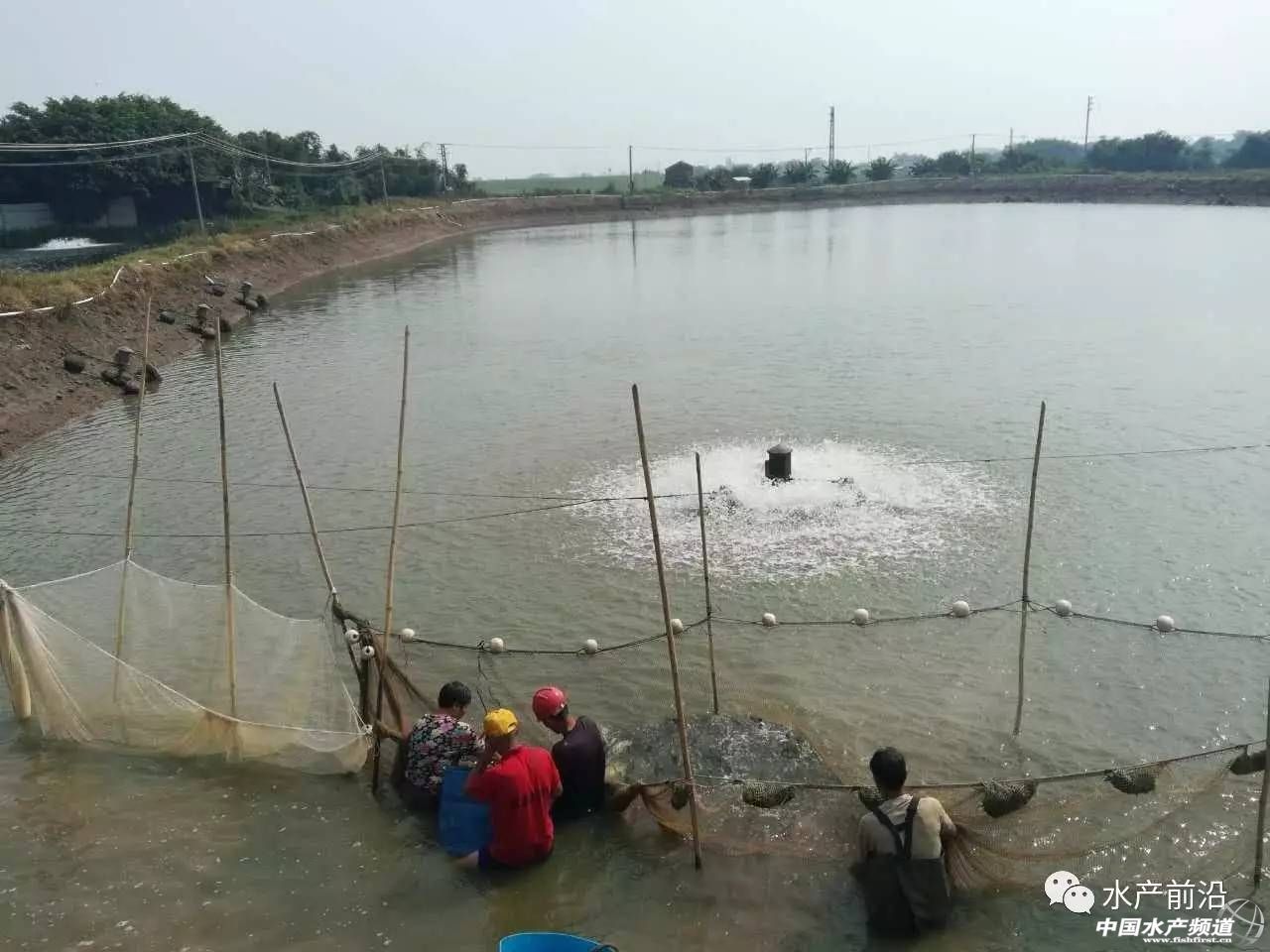 2023-2029年中国鳜鱼行业,鳜鱼养殖行业的现状与前景