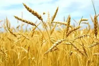 “钉子案”怎样执行：六百里闯关涉险，八千吨小麦“回家”