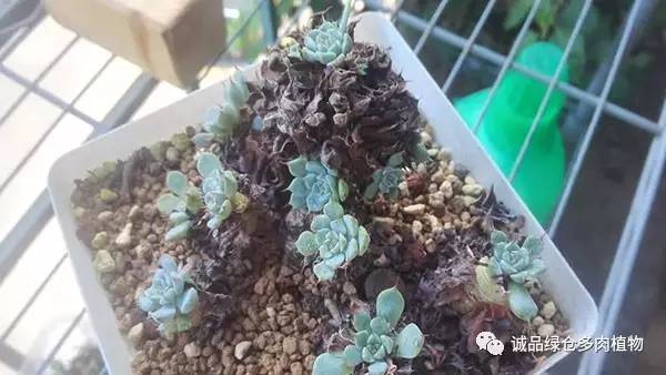 秀肉肉｜「浴火重生」坚强的老红衣老桩