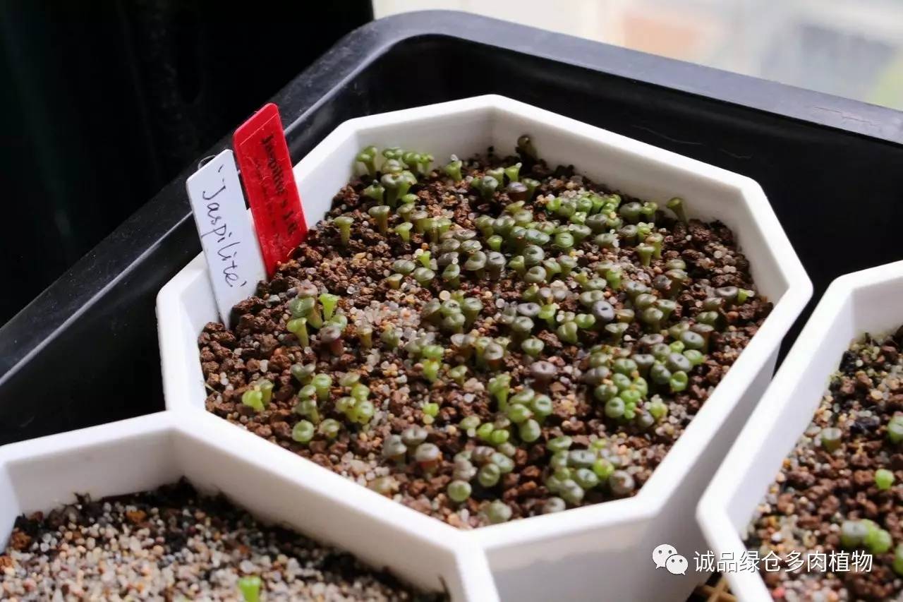 涨姿势｜当不成学霸总得做一回“播”霸（夏播生石花第38天）