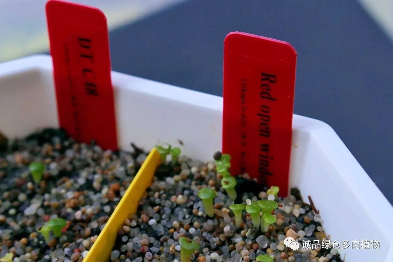 涨姿势｜当不成学霸总得做一回“播”霸（夏播生石花第38天）