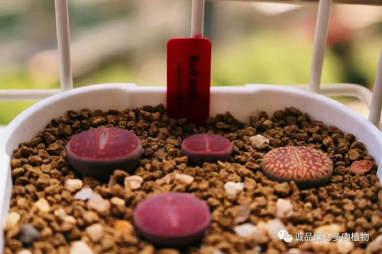 涨姿势｜当不成学霸总得做一回“播”霸（夏播生石花第38天）